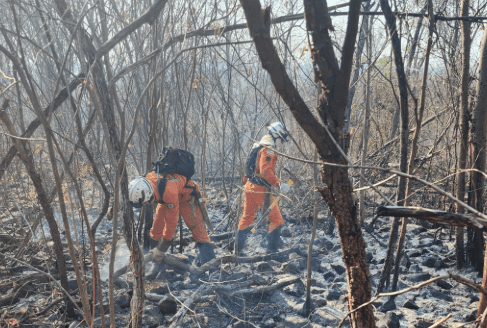 Área florestal após incêndio